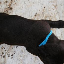 Cane Corso Purebred - Blue Available for Adoption in Richmond, va