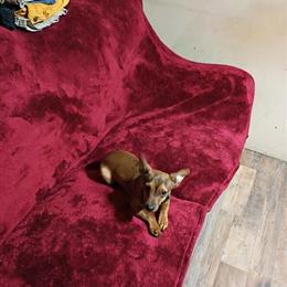 Chihuahua Mix Looking for a Good Home in London, ky