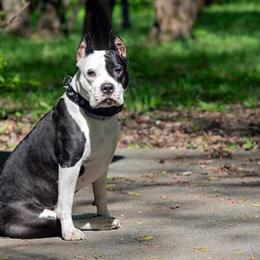 American Pitbull Puppies - 2 Females Available at Great Price in Hopewell, va