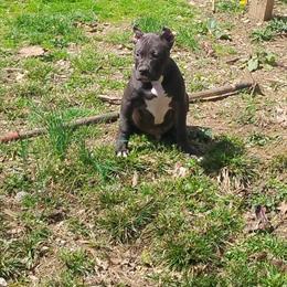 Black Male American Bully XL Pup for Sale in Cincinnati, oh