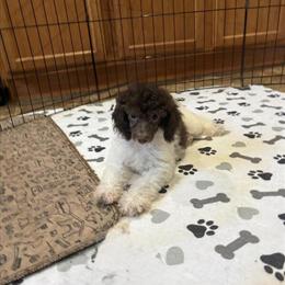 Toy Poodle Puppy Available in Harrells, nc