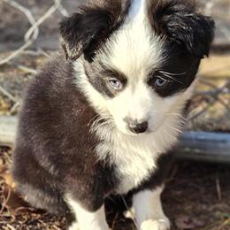 Australian Shepherd Toy Male with Blue Eyes - 14 Weeks Old in Cement City, mi