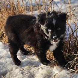 Australian Shepherd Toy Male with Blue Eyes Ready for Adoption in Cement City, mi