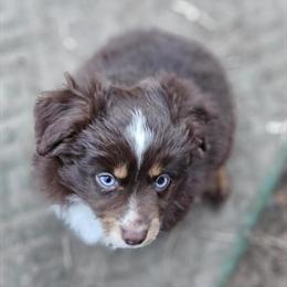 Red Tri Male Australian Shepherd Toy with Blue Eyes in Cement City, mi