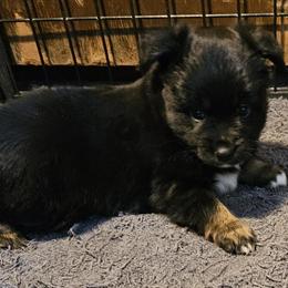 Toy Australian Shepherd Male - Black Tri in Cement City, mi