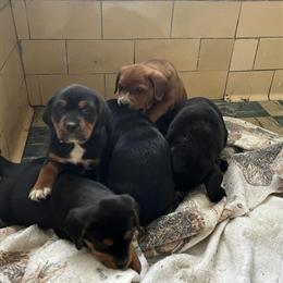 Rottweiler Mix Puppies Ready for Loving Homes in Romulus, mi