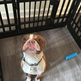 Boston Terrier Male Stud Available in Charlotte, nc