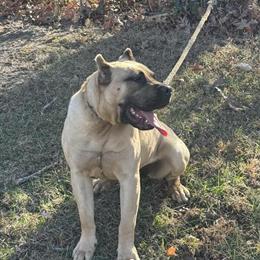 Presa Canario Female Available in Randleman, nc