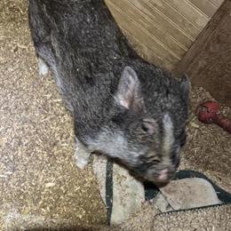 Miniature Male Pig Looking for a New Home in Asheville, nc