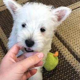 West Highland White Terrier puppies available now in Anniston, al