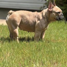 Female dog seeking retirement home in Charlotte, nc