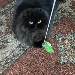 Beautiful Solid Black Female Persian Cat for Adoption in Statesville, nc