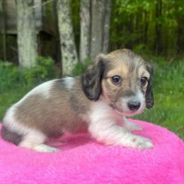 Dachshund Puppies Ready for Loving Homes in Ohio City, oh