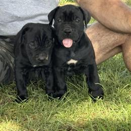 Cane Corso puppies ready soon in Valdosta, ga