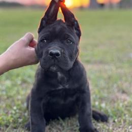 Cane Corso Female Puppies Available in Valdosta, ga