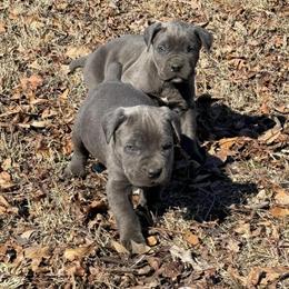Cane Corso Puppies Available - AKC/ICCF Registered in Valdosta, ga