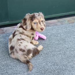 Dachshund Puppies Ready for Loving Homes in Ohio City, oh