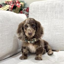 Dachshund Puppies Ready for New Homes in Ohio City, oh