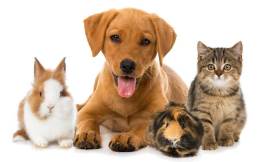 Buy Any Cat Or Dog in La Mirada, CA