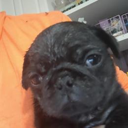 Pug Puppies Available in Berea, oh