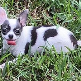 Female Chihuahua Puppy - Tiny Princess in Jacksonville, fl
