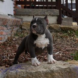 American Bully Puppies Available in Kansas City, mo