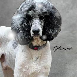 Standard Poodle for Stud Services - AKC/CKC Registered in Mocksville, nc