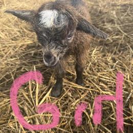 Nigerian Dwarf Goats for Adoption in Grand Rapids, mi