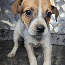 Jack Russell Terrier Puppies Looking for Forever Homes in Goshen, in
