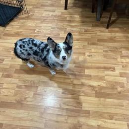 Siberian Husky, 3 years old, neutered, needs new home in Sterling Heights, mi