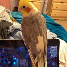 Female Cockatiel Looking for a Loving Home in Lebanon, OH in Lebanon, oh