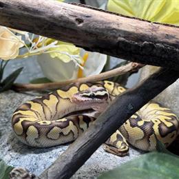 Male Ball Python for Rehoming in Philadelphia, pa