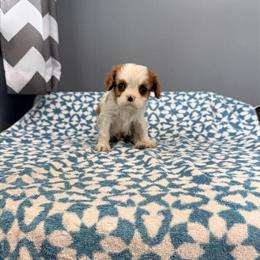 Cavalier King Charles Spaniel Puppies Available in Central Wisconsin in Owen, wi