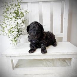 Tiny Black Male Toy Poodle Available in Saginaw, mi