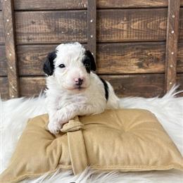 Toy Poodle Available in Saginaw, mi