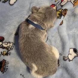 Newfoundland Puppy - Gray Male Available Now in Cheyenne, wy