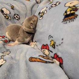 Newfoundland Puppy - Black Male Available Now in Cheyenne, wy