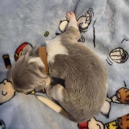 Newfoundland Puppy - Brown Male Available in Cheyenne, wy