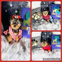 Yorkshire Terrier Puppies Ready for Holiday Homes Near Chicago in Lansing, il