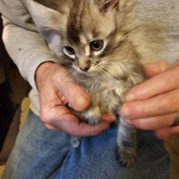 Maine Coon Kittens Ready for Christmas in State College, pa