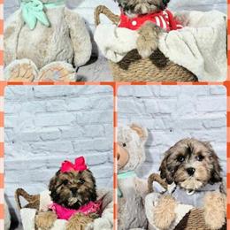 Cockapoo Puppies Ready for Forever Homes in Lansing, il