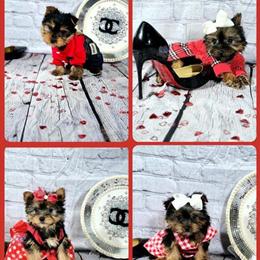 Yorkshire Terriers Ready for Forever Homes! in Lansing, il