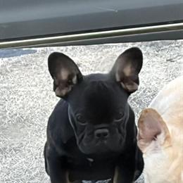 French Bulldog puppies seeking loving homes in Glasgow, ky