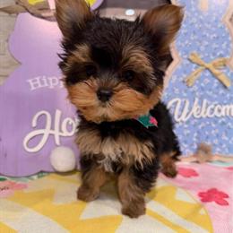 Yorkshire Terrier Puppies Available in New York and New Jersey in Brooklyn, ny