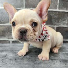 French Bulldog Puppies Ready for New Homes in New York in Brooklyn, ny