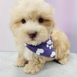 Bichpoo Puppies Ready for New Homes in NYC in Brooklyn, ny