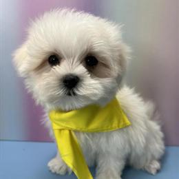 Maltese Puppy Available for Adoption in Brooklyn, ny
