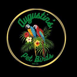 Parrot Breeder in WNY in Buffalo, ny