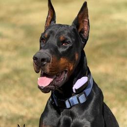 Doberman Pinscher Stud - Fully Health Tested and Titled in Troy, mi