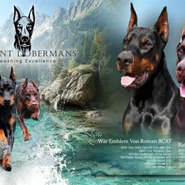 Doberman Puppies from Health Tested Parents Available Now in Troy, mi